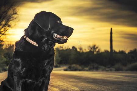 宠物 最好的 寻回者 肖像 犬科动物 动物 可爱的 轮廓