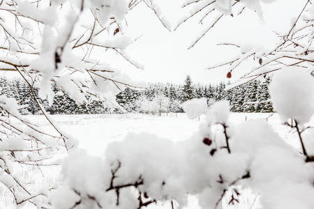 雪地里的豪格维宁