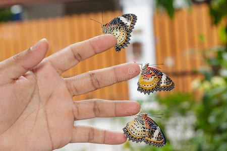 手指蝶图片