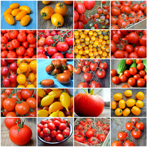 小黄色番茄大和小的红色和黄色番茄的不同种类的拼贴照片