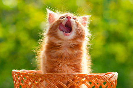 小红猫嘴张开的室外的柳条篮子里