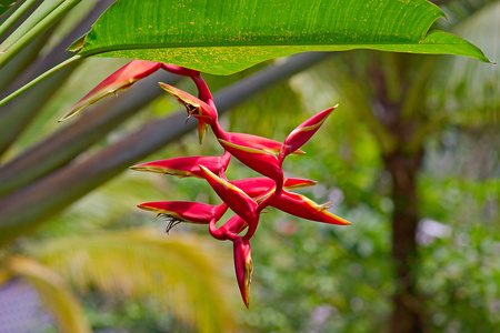 蝎尾蕉的花朵图片
