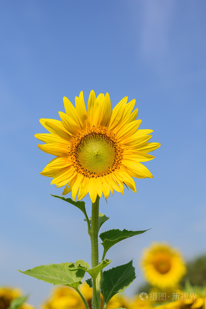 向日葵天空背景