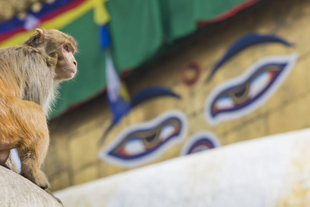 在加德满都，尼泊尔猴猴庙寺舍利塔