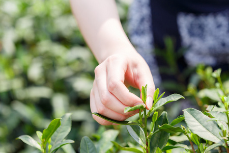 美丽的亚洲女孩摘茶