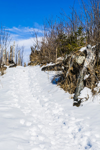 在雪中走过的历程图片