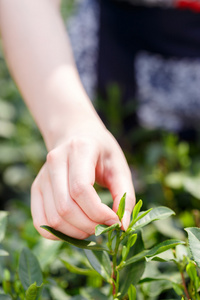 美丽的亚洲女孩摘茶