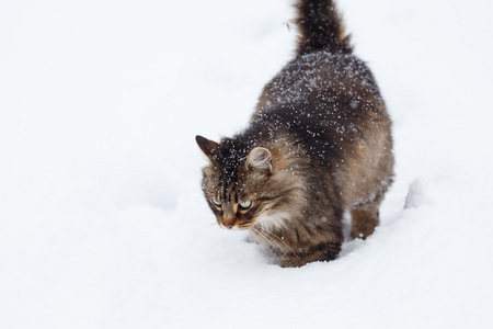 在降雪雪猫