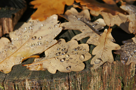 秋天的素描。柔和的背景与树和橡木秋天叶子与露珠下落