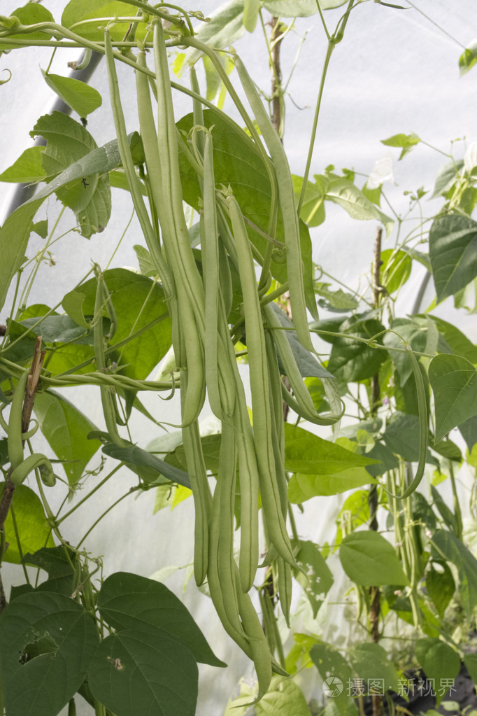 绿色的成熟豆类植物