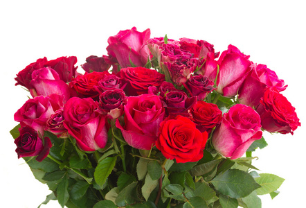边框的红色和粉色的玫瑰