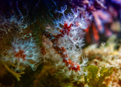 地中海水下的红珊瑚