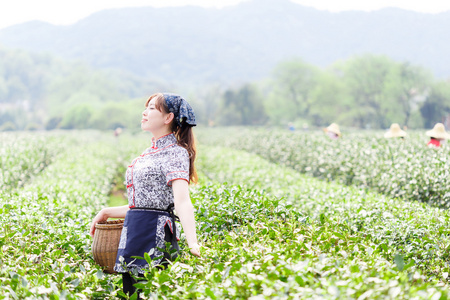 在茶叶领域的亚洲漂亮的女孩