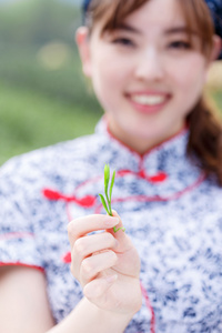 拣茶种植园的亚洲女孩