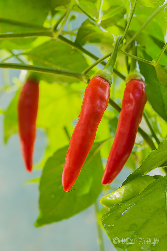 红鲜辣椒