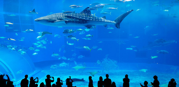 在水族馆的人和巨头鲸鲨