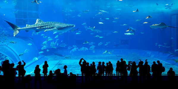 在水族馆的人和巨头鲸鲨