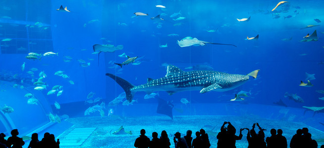 在水族馆的人和巨头鲸鲨