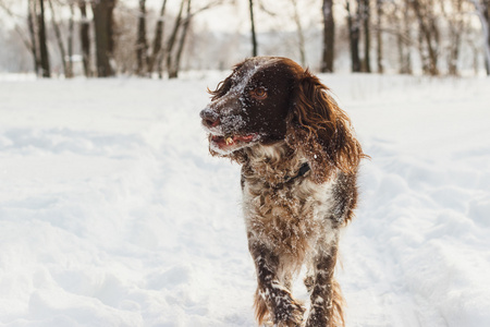 狗可卡犬运行被雪