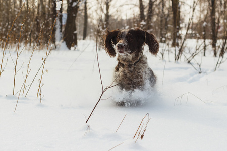 狗可卡犬运行被雪