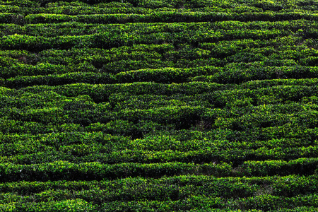 斯里兰卡茶叶种植园