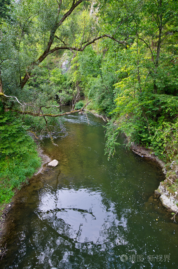 在森林里的野生河