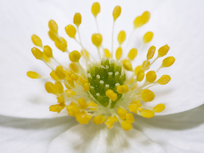 海葵春花