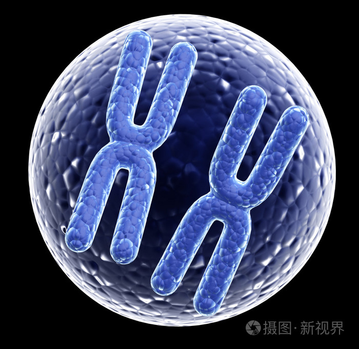 两个x 染色体在细胞