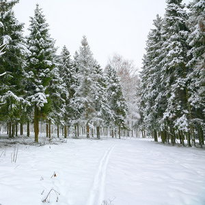 美丽的冬天风景与雪覆盖的树木