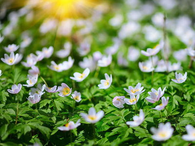 白莲花花在春天里生长在野外的森林