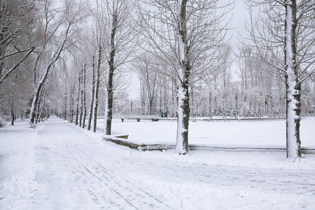 白雪覆盖的树木，在城市公园