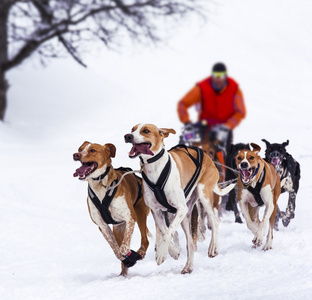 雪橇犬在赛车的速度