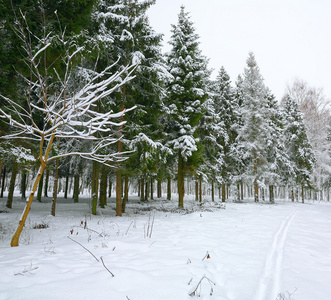 美丽的冬天风景与雪覆盖的树木