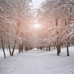 白雪覆盖的树木，在城市公园