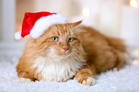 蓬松的红猫，在圣诞老人的帽子