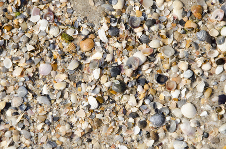 海边沙滩上的贝壳。夏季海滩背景。顶视图