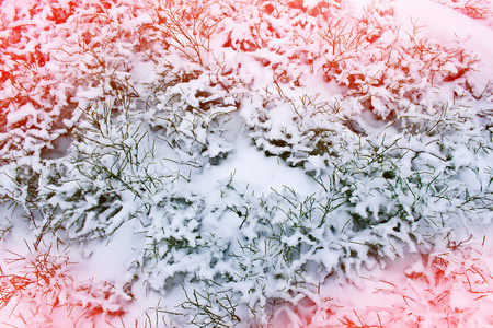 冬季景观。积雪覆盖的草