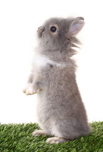 站起来的可爱兔子图片