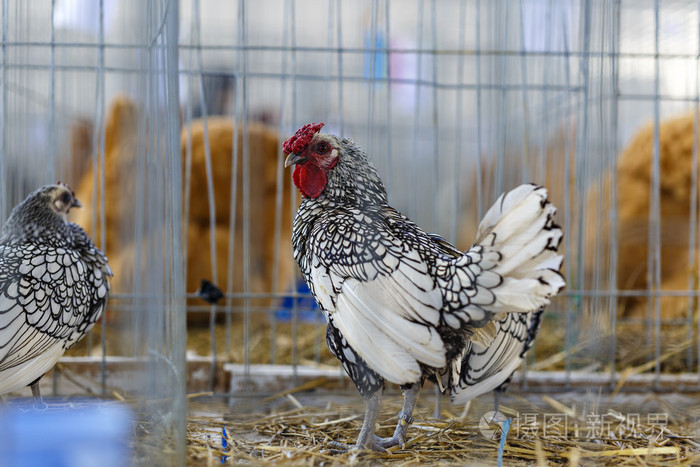 美丽的鸡关在笼子里
