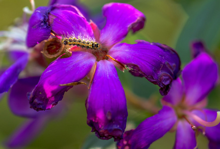 热带卡特彼勒紫色花上的小毛毛虫照片