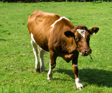 在绿色的原野上牛图片