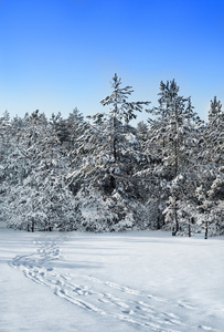 冰雪覆盖的松林