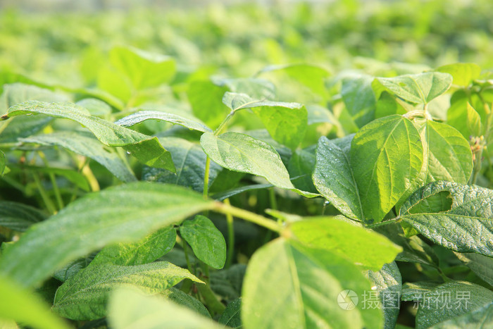 大豆植株在字段