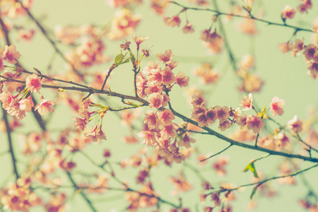 樱花复古和软光为自然背景
