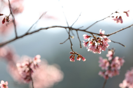 在春天樱花粉红花关闭