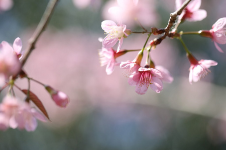 在春天樱花粉红花关闭