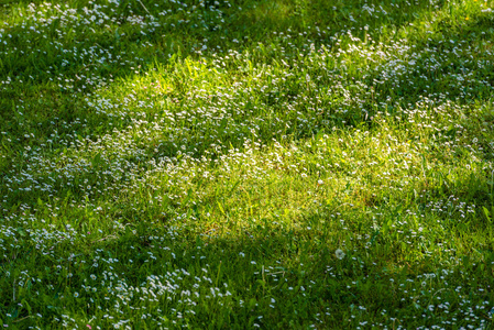 在春天的绿色草坪上的白色雏菊