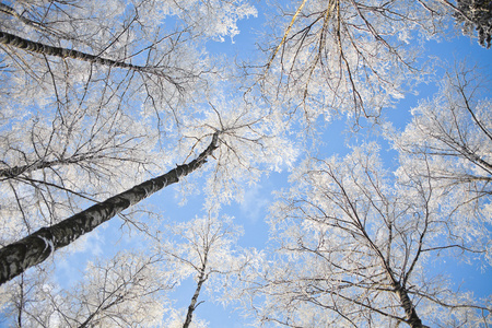 白色雪覆盖树枝映衬在蓝天下