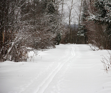 在雪林里，孤独的滑雪道延伸到远方