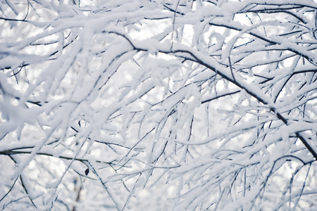 白色的雪覆盖树的树枝